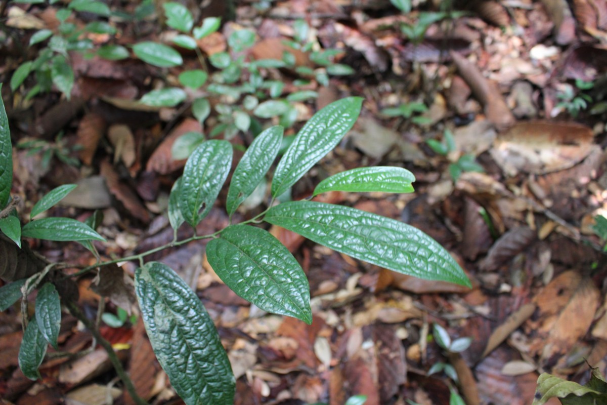 Diospyros albiflora Alston